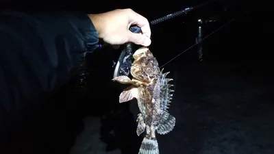 ЧТО ТЫ ТАКОЕ?! ОГРОМНЫЙ МОРСКОЙ ЕРШ(СКОРПЕНА) Хитрый способ ловли скорпены!  Ночная Рыбалка в Крыму - YouTube