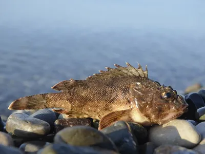 ☰ Скорпена золотистая «Scorpion fish» Греция цена от 1890 грн заказать с  доставкой в городе Киев