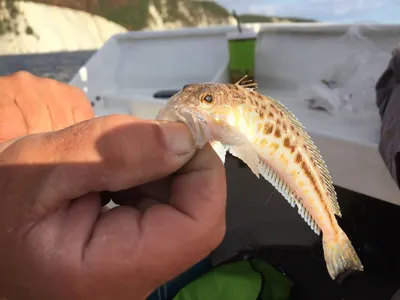 Какие рыбы водятся в Черном море у берегов Анапы?