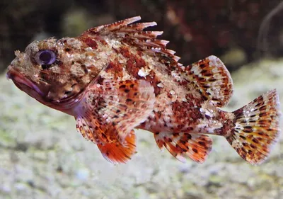 Рыба Скорпиона Trachinus Draco, также называемая пауком или паусом,  Escarapote, Sabirón или Salvario, является рыбой семьи Стоковое Фото -  изображение насчитывающей фауна, опасность: 161688420