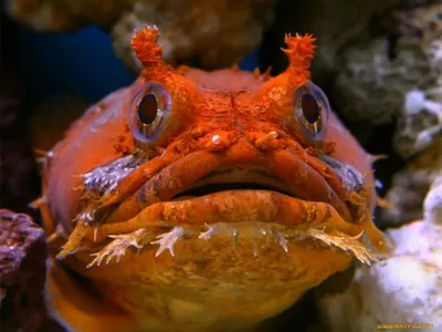 Черноморская СКОРПЕНА-ЕРШ - хищная донная морская рыба семейства  скорпеновых, занимает девятое место в ТОП-10 самых ядовитых рыб в мире.  Строение... | By Гильдия шеф-поваров Черноморского побережья | Facebook