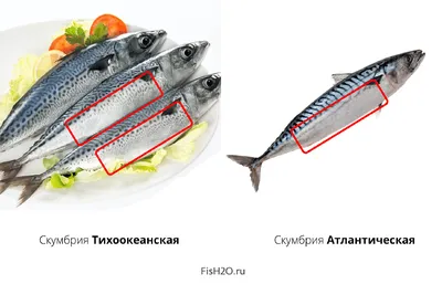 Скумбрия атлантическая и тихоокеанская. Различия | Пикабу