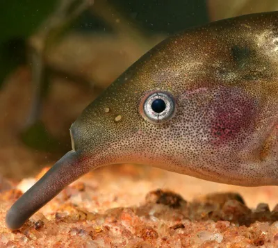 Слоник нильский, Гнатонемус Петерса (Gnathonemus petersii) | Aquarium-Style