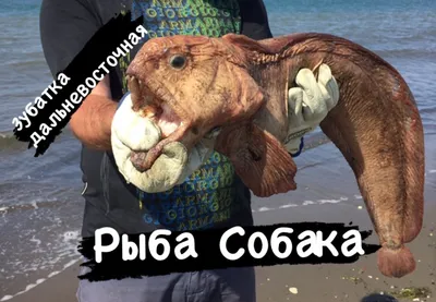 Рыба собака фотографии