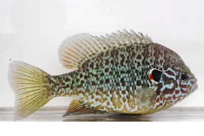 Расселение нового в Донском бассейне вида рыб - солнечного окуня -  обнаружили ученые АзНИИРХ