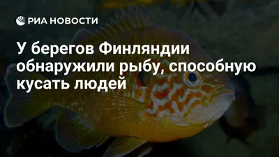 John dory inchiku Солнечник рыба – adriaticnature