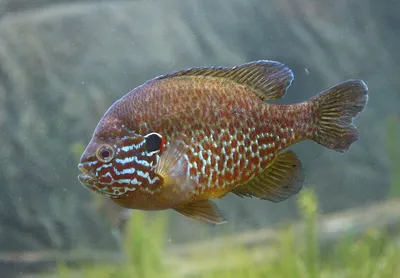 Солнечный окунь (Centrarchus macropterus), способный кусать людей,  обнаружен в Балтийском море, у берегов Финляндии | ВКонтакте