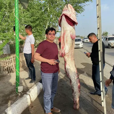 Рыба Сом свежий 1+ охлажденный ❤️ доставка на дом от магазина Zakaz.ua