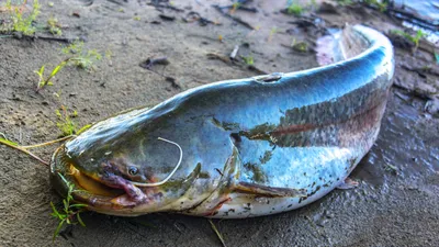 Сом обыкновенный, рыба семейства сомовых, Silurus glanis