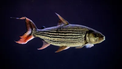 Обыкновенная тигровая рыба - красивые фото и картинки pofoto.club