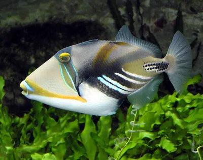 Спинороги_балистод Голубоперый _Balistoides viridescens — Титановый спинорог  — Titan triggerfish | Poisson exotique, Poisson