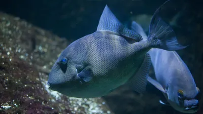 Спинорог точечный голубоперый (Спинорог-титан) (Balistoides viridescens) |  Aquarium-Style