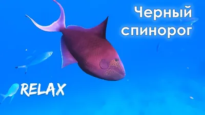 Прекрасный водный мир. Спинорог пикассо