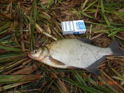 Рыба Sulatan новый разводить, небольшая пресноводная рыба изолированная на  белой предпосылке Стоковое Изображение - изображение насчитывающей пруд,  мертво: 133281377