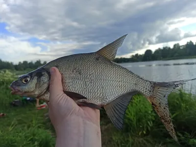 Рыба гибнет в Горьковском водохранилище от недостатка кислорода (фото) |  Информационное агентство «Время Н»