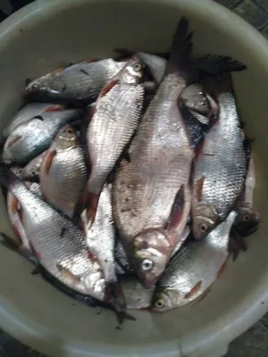 Паразиты в речной рыбе. Как правильно приготовить рыбу, чтобы не  заразиться. | fishcom.online