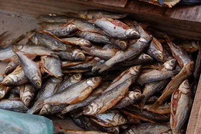 Красивую рыбу-убийцу обнаружили в украинских реках