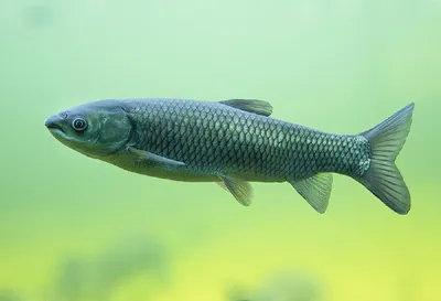 Стерлядь, осетр, амур: как поживают предприятия, которые выращивают редкие  виды рыбы