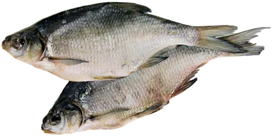 Тарань вяленая купить по выгодным ценам в Киеве, заказать Рыба вяленая и  сушеная онлайн в интернет магазине морепродуктов ribka.ua