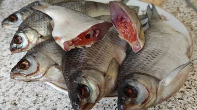 Рыба вяленая солено-сушеная Ассорти из сушеной рыбы 5 шт. Рыба Тарань,  Плотва, Щука, Лещ, Синец (сопа) + ПОДАРОК - купить с доставкой по выгодным  ценам в интернет-магазине OZON (500539571)