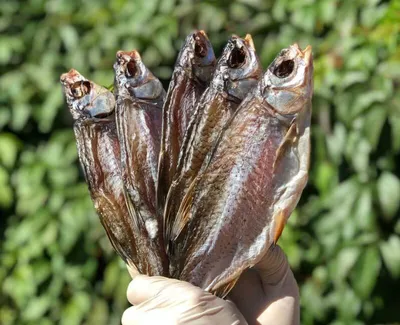 Сушеная рыба и другие морские деликатесы к пиву - Магазин орехов и  сухофруктов - GOOD PRODUCT