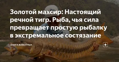 Золотой махсир: Настоящий речной тигр. Рыба, чья сила превращает простую  рыбалку в экстремальное состязание | Книга животных | Дзен