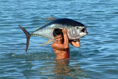 Рыба тунец фото фотографии
