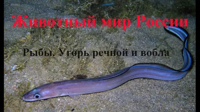 Речной угорь