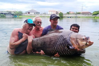 Усач месопотамский - У - Реальная русская рыбалка на 1505 рыб - World of  Fishers