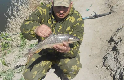 Красная» рыба Беларуси - Лепельскі лясгас