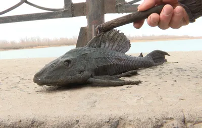 В Астрахани ловят рыбу прямо в полях | fishcom.online