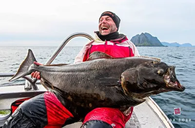 Рыбалка во фьордах Норвегии, лососевая рыбалка в 2023 году, цены. Подбор  тура