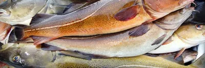 Какую рыбу ловят в Норвегии? - Интернет-магазин товаров для морской рыбалки  Sea Fishing.PRO