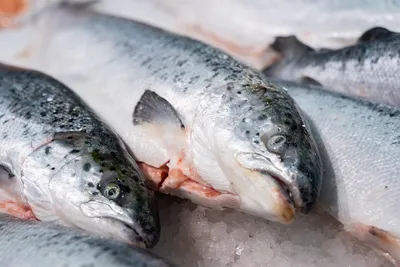 Норвежский лосось в 5 раз вреднее и токсичнее, чем любые другие продукты, -  утверждают экологи - Росконтроль