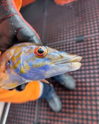 Морская рыбалка в Норвегии. - 🐟ПОЙМАЙ СВОЕГО ПАЛТУСА🐟 ⠀ Рыболовный тур в  Норвегию на майские праздники. ⠀ Этот тур для Вас, если: - Вы заядлый рыбак  и мечтаете об очередном трофее; -