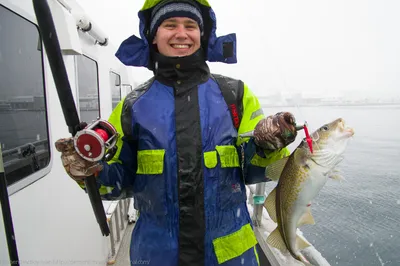 Сайда с/г с/м 500+ Fosnavaag Pelagic (Норвегия) (20 кг) купить по выгодным  ценам в Киеве, заказать Рыба столовых сортов онлайн в интернет магазине  морепродуктов ribka.ua