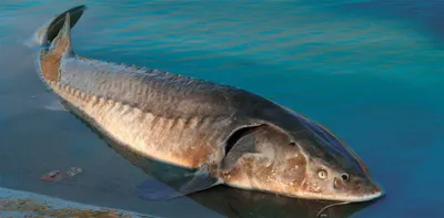 Алтайские ученые назвали самую опасную рыбу в Оби, которая переносит  описторхоз - МК Барнаул