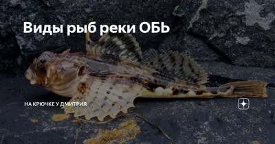 Житель Новосибирска поймал огромную рыбу в Оби и отпустил обратно 29  августа 2020 года - 29 августа 2020 - НГС
