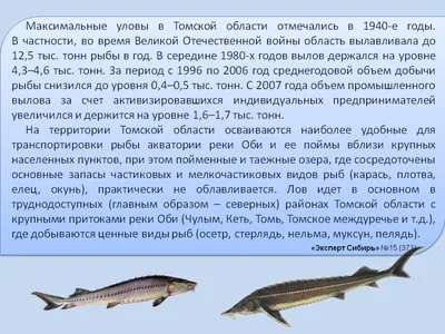 Ученые обнаружили, что почти вся рыба в Оби заражена описторхозом – даже те  виды, которые раньше не болели. Какова угроза для сургутян и как спастись  от паразитов? | 10.08.2019 | Сургут - БезФормата