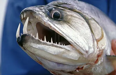 Рыба-вампир» может помочь лечить зависимость и тревогу, - ученые