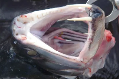 Рыба-вампир, или скумбриевидный гидролик | Мир животных и растений