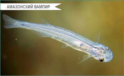 В Великие озера Америки вернулась «рыба-вампир» - Новости Mail.ru