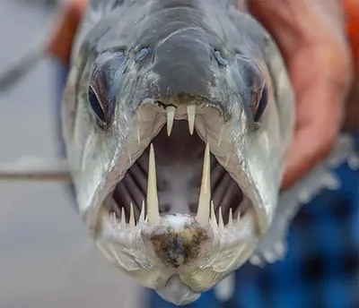 Рыба-вампир использует оригинальный способ перемещения в воде