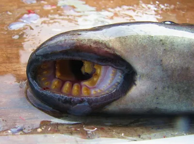 В Нидерландах на пляж выбросило рыбу-вампира - Pets