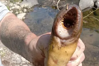 Моряк из Мурманска показал рыбу с похожими на человеческие зубами | РБК Life