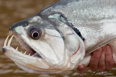 Грозная рыба-вампир: как мы ловили пайару в Бразилии on Vimeo