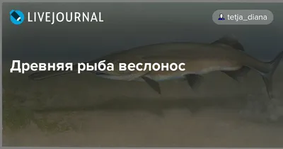 Китайский веслонос: Электростанции против гигантов. Уникальный вид огромных  азиатских рыб, похоже, полностью вымер » uCrazy.ru - Источник Хорошего  Настроения