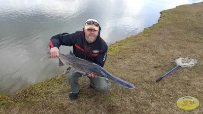 Довелось недавно поработать с 🐟 рыбой- веслонос. Что могу сказать, рыба  очень интересная и вкусная😋. Правда хоть она и относится к… | Instagram