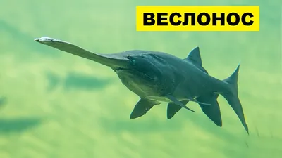 Чудо-рыба родом из Миссисипи появилась в водоемах Харьковщины | РЕДПОСТ
