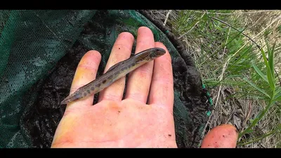 Вьюн Амурский (Misgurnus anguillicaudatus)